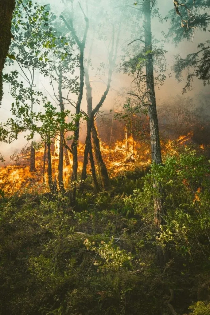 Flăcări portocalii ard printre copaci sub un cer acoperit de fum dens într-o zonă cu vegetație verde și trunchiuri subțiri.