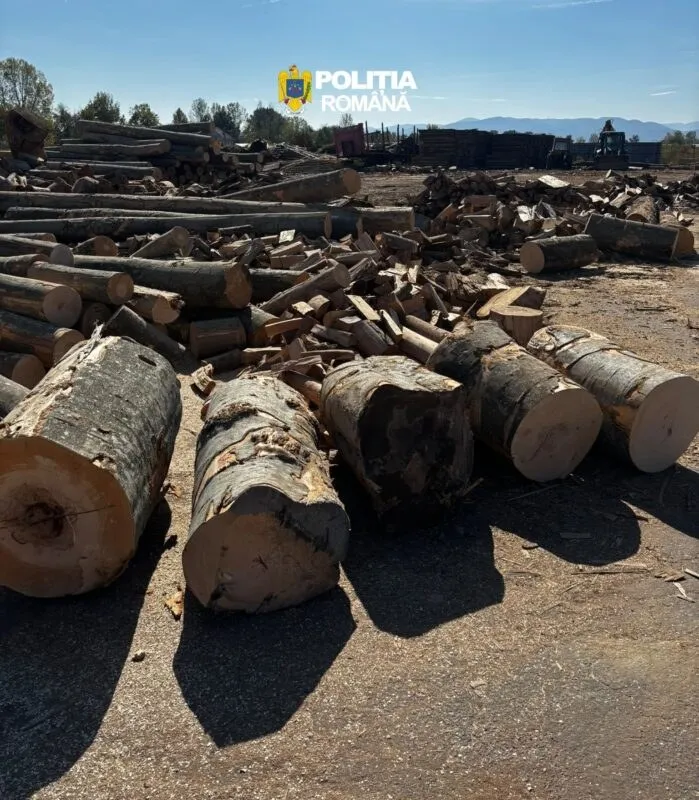 Multe bușteni de lemn sunt depozitați pe un teren deschis sub lumina soarelui.
