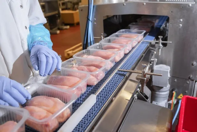 O persoană cu mâini în mănuși albastre așază pachete de carne de pui în containere de plastic pe o bandă de transport metalică.