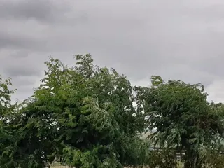 Copacii verzi cu frunziș bogat se înclină sub un cer acoperit de nori cenușii.