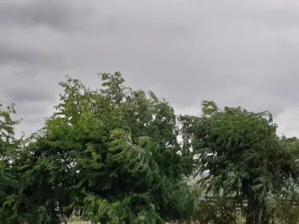 Copacii verzi cu frunziș bogat se înclină sub un cer acoperit de nori cenușii.