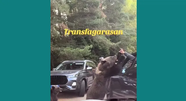 O ursoaică stă în picioare lângă o mașină neagră, în timp ce o persoană ridică brațele în apropierea animalului într-o zonă cu vegetație densă.