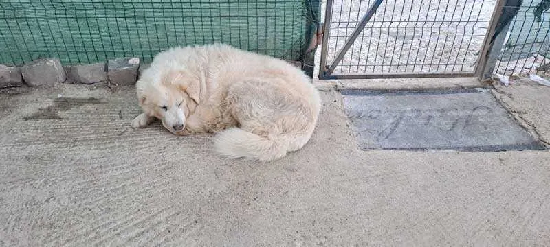 Un câine de culoare albă stă întins pe o suprafață de beton lângă un gard de sârmă și o poartă metalică.