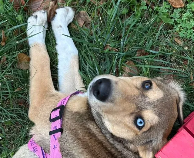 Un câine cu blană maro și picioare albe stă întins pe iarbă cu picioarele în sus și privind spre cameră.
