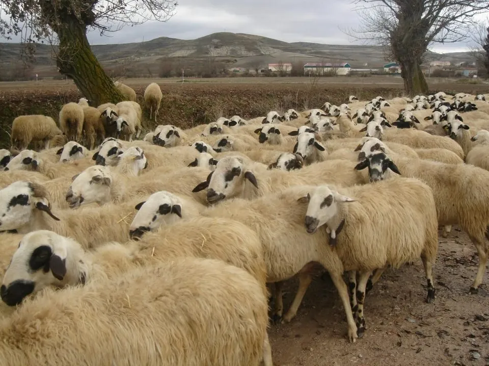 Un grup mare de oi cu lână deschisă și anumite exemplare cu pete negre stau pe un teren de pământ lângă câțiva copaci fără frunze.