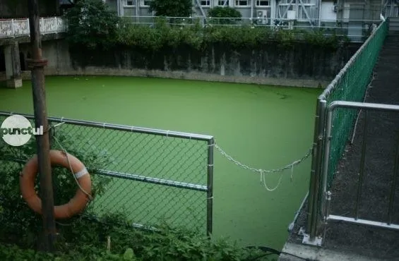 Un bazin cu apă verde este delimitat de un gard metalic și de un salvamar portocaliu situat lângă vegetație.