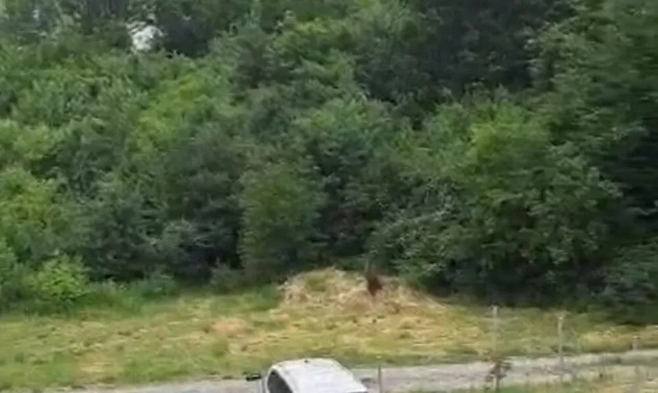 Un animal brun este vizibil printre vegetația deasă și un munte de paie de lângă marginea unei păduri verzi.