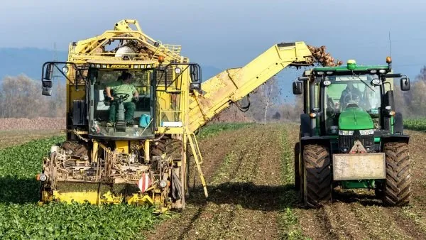 O mașină agricolă galbenă colectează plante dintr-un câmp, descărcând conținutul într-un tractor verde situat în partea dreaptă.
