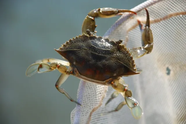 Un crab de maro cu carapacea texturată și ghearele ridicate, agățat de o plasă de pescuit albă pe un fundal albastru-apă.