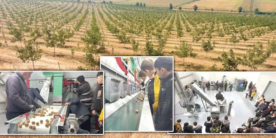 Imagine compusă cu un câmp de copaci tineri dispuiși în rânduri și oameni lucrând la o bandă de procesare industrială.