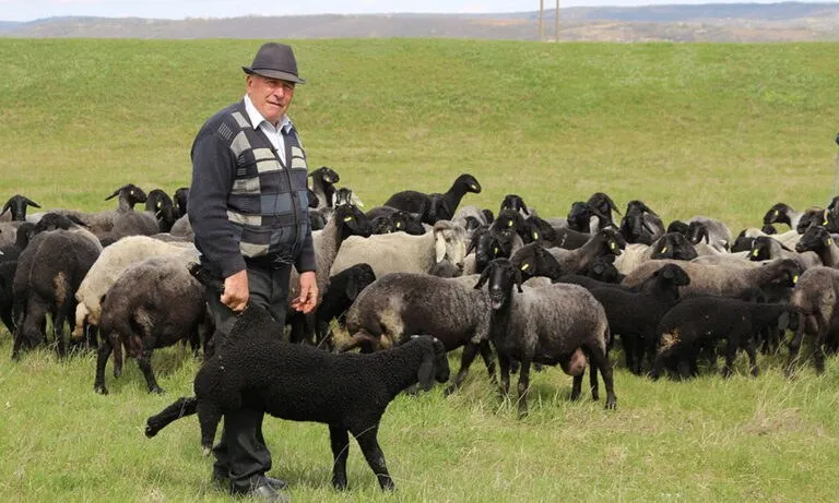 Un bărbat cu pălărie și sacou stă în picioare lângă un grup de oi și capre pe o pășune verde.