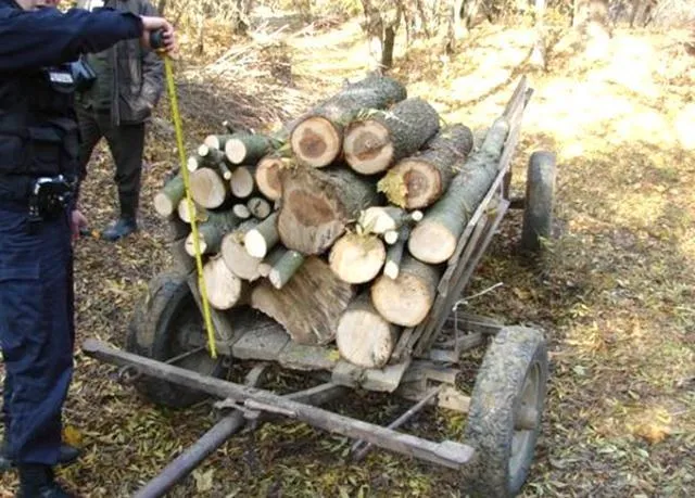 Un cărucior cu două roți transportă un teanc de bușteni tăiați într-o zonă cu vegetație și frunze uscate pe sol.