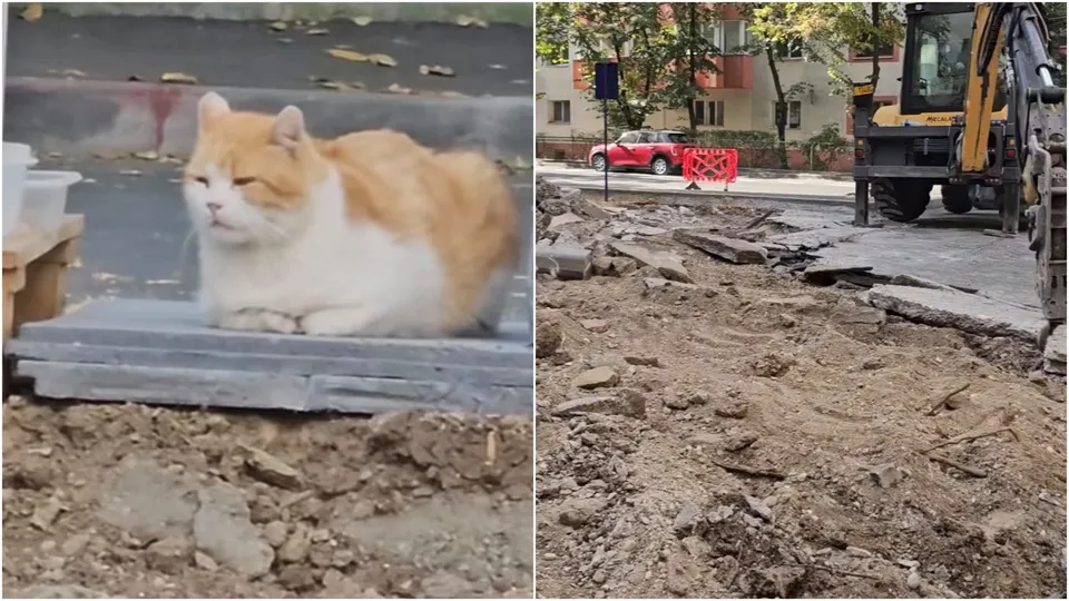 Imagine compusă cu un motan portocaliu și alb așezat pe o placă de beton și un șantier cu pământ și o excavatoare.