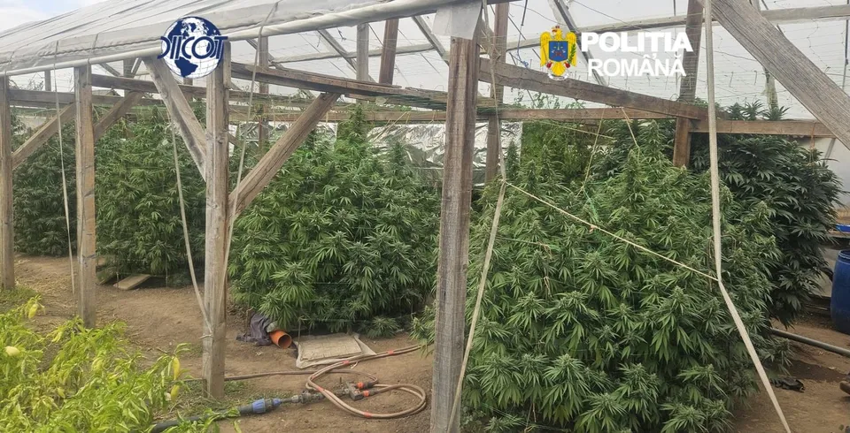 Plante verzi de dimensiuni mari cresc sub o structură de susținere din lemn și plastic într-o zonă deschisă.
