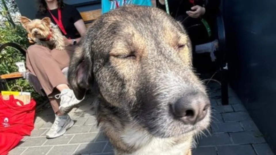 Un câine de talie mare cu ochii închiși ocupă prim-planul, în timp ce o persoană ține un câine mic în brațe în fundal.