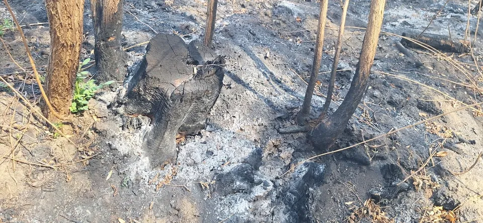 Un teren ars cu resturi de lemn carbonizat și câteva trunchiuri de copaci subțiri înconjurate de cenușă și pământ negru.