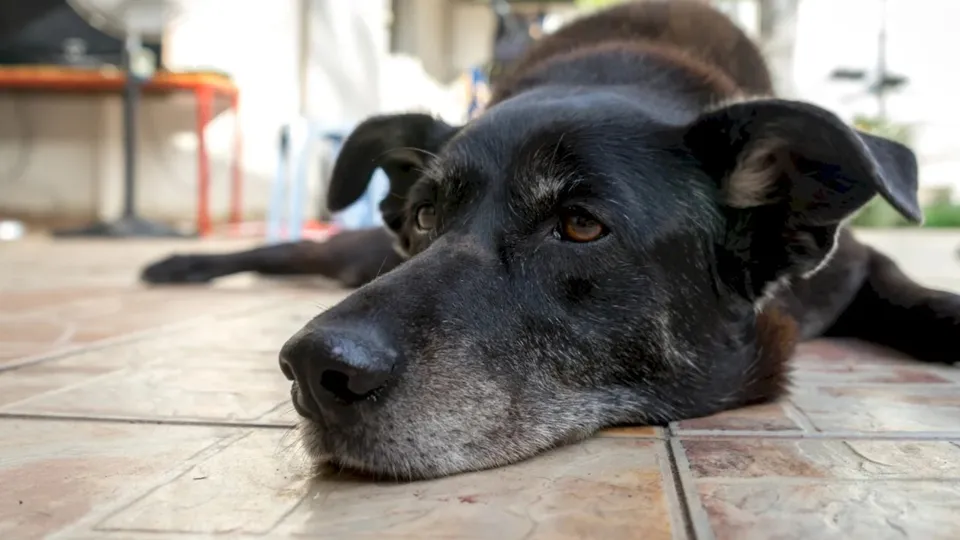 Un câine de culoare închisă stă întins pe o suprafață plăpădioasă cu fața sprijinită de podea.