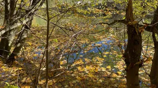 Frunze galbene și maronii acoperă suprafața unui lac înconjurat de copaci cu ramuri subțiri și trunchiuri de arbori.