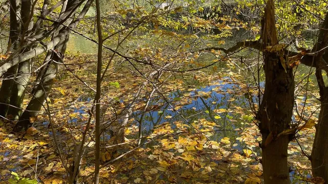 Frunze galbene și maronii acoperă suprafața unui lac înconjurat de copaci cu ramuri subțiri și trunchiuri de arbori.
