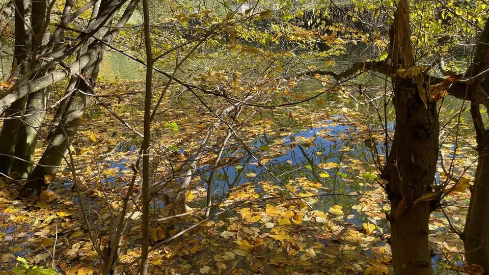 Frunze galbene și maronii acoperă suprafața unui lac înconjurat de copaci cu ramuri subțiri și trunchiuri de arbori.