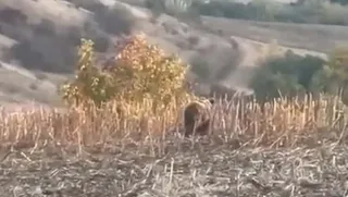 Un urs stă în mijlocul unui câmp cu resturi de plante uscate, în fața unui deal împădurit.