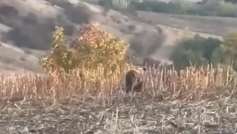 Un urs stă în mijlocul unui câmp cu resturi de plante uscate, în fața unui deal împădurit.