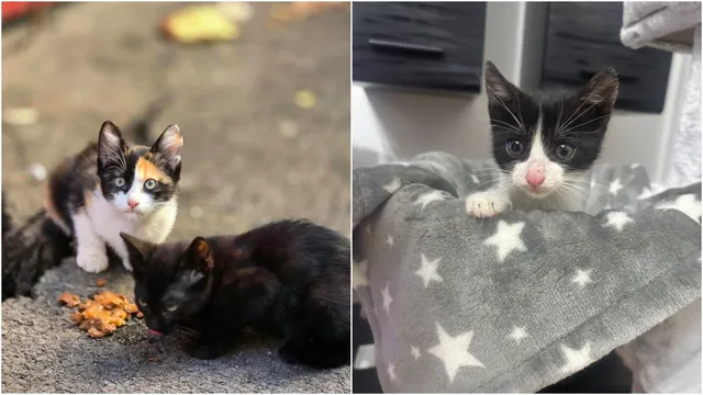 Două pisicuțe stau pe pământ lângă mâncare, în timp ce o a treia pisică neagră și albă stă într-un coș cu model de stele.