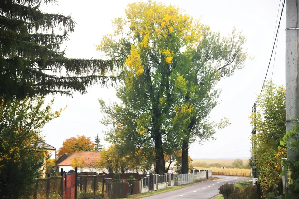 O stradă rurale cu case, garduri, arbori înfloriți cu galben și un câmp la orizont.