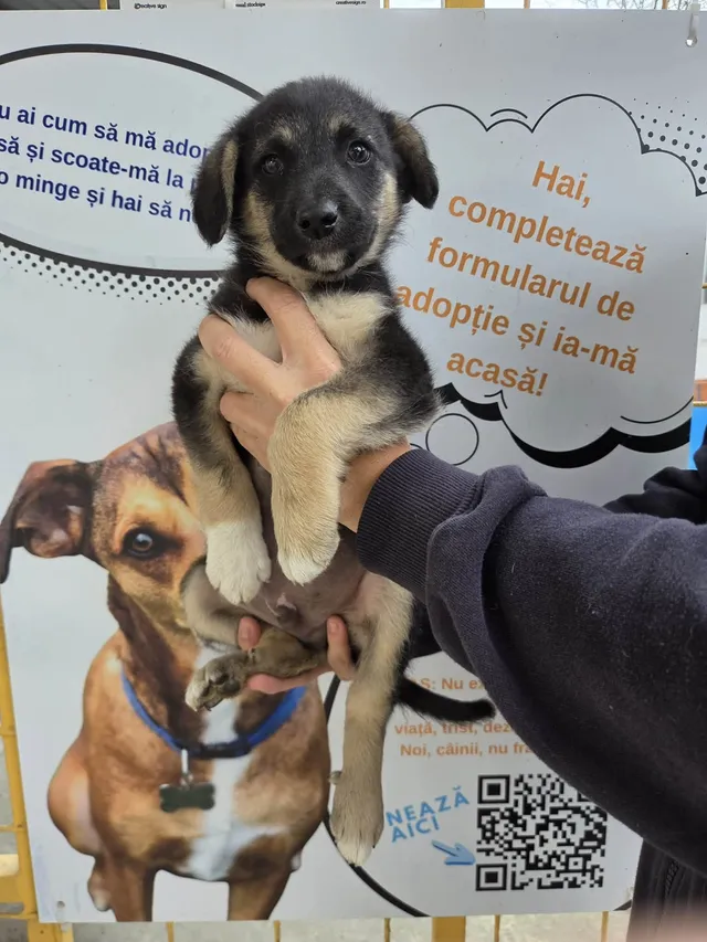 O persoană în haine negre ține un pui de câine negru și maro în fața unui afiș informativ cu imagini de animale.