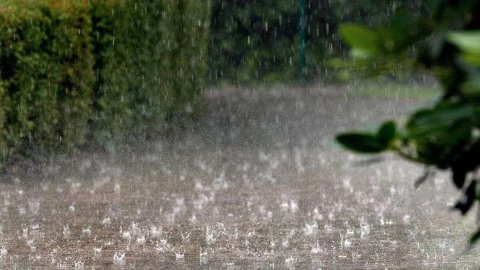 Ploaia cade pe un teren deschis lângă un gard de vegetație verde și ramuri de copaci în prim-plan.