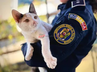 O persoană în uniformă albastră ține în brațe un pisoi alb cu pete maronii.