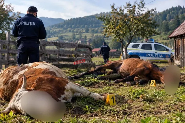 Un polițist stă lângă o bovină întinsă pe iarbă, în timp ce un cal și un alt agent sunt vizibile în fundalul unui câmp.