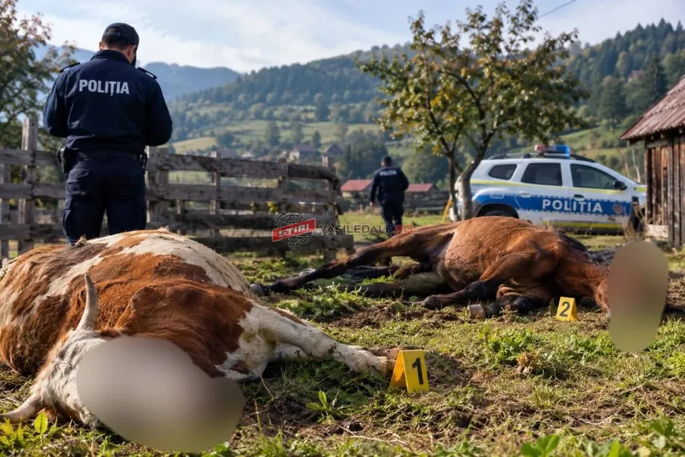 Un polițist stă lângă o bovină întinsă pe iarbă, în timp ce un cal și un alt agent sunt vizibile în fundalul unui câmp.
