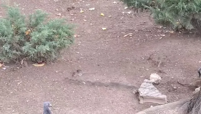 Două rozătoare mici se află pe un teren de pământ deschis lângă un tufiș verde și câteva pietre.
