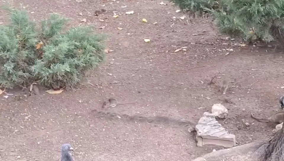 Două rozătoare mici se află pe un teren de pământ deschis lângă un tufiș verde și câteva pietre.