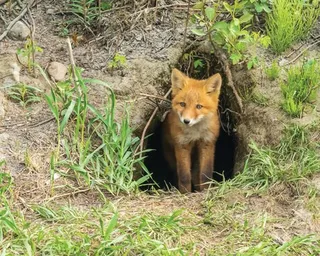Un pui de vulpe cu blană portocalie stă la intrarea unei vizuini într-un teren cu iarbă și vegetație slabă.