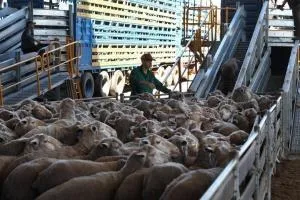 Un grup de oi se află într-un compartiment de transport, lângă un om care stă în picioare lângă o structură metalică.