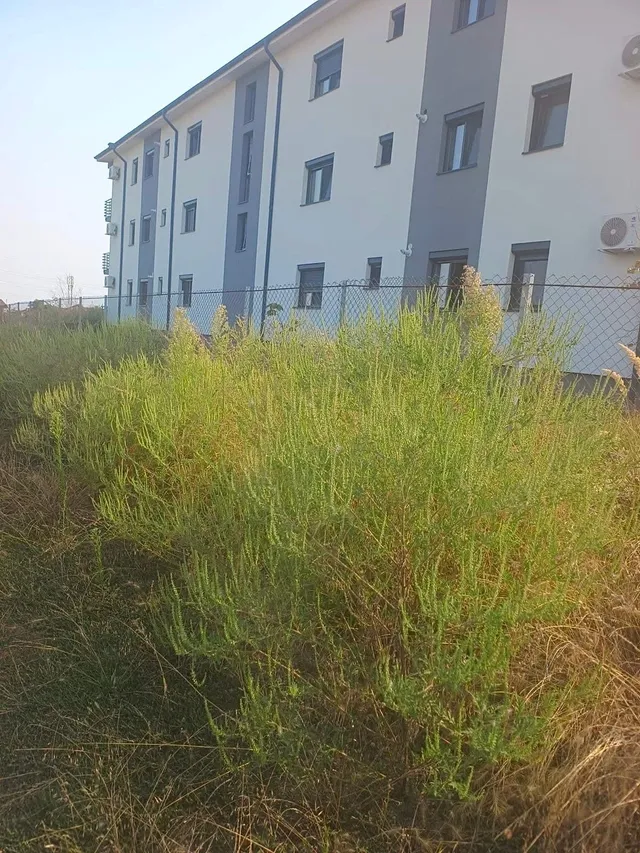 O tufă de plante verzi crește în fața unui gard de sârmă, în apropierea unei clădiri albe cu ferestre gri.