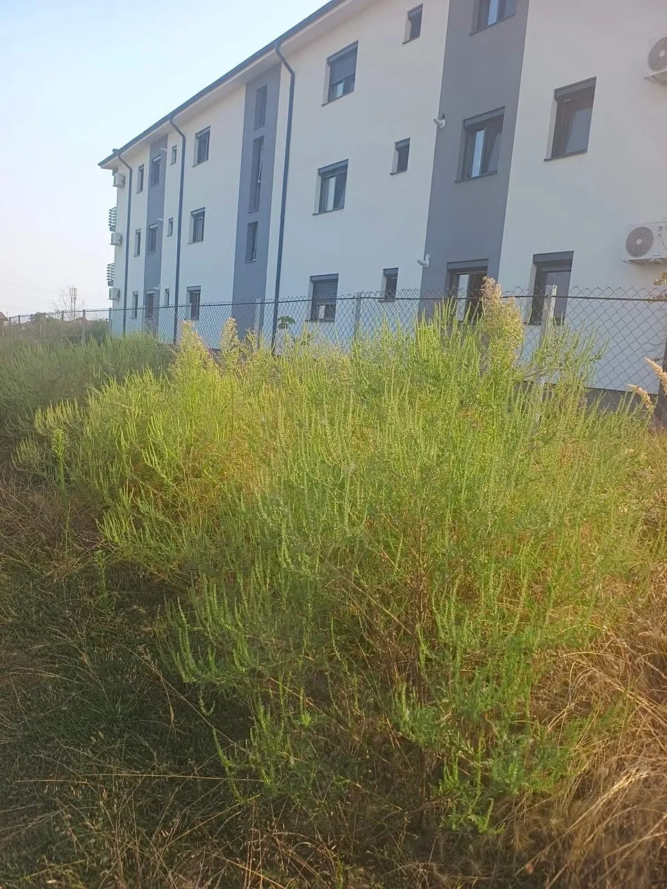 O tufă de plante verzi crește în fața unui gard de sârmă, în apropierea unei clădiri albe cu ferestre gri.