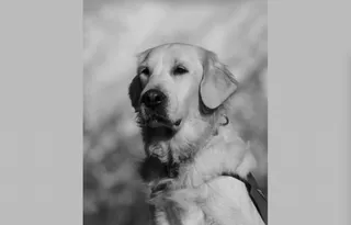 Un câine de talie medie cu blană lungă este surprins într-o fotografie de tip portret în alb și negru.
