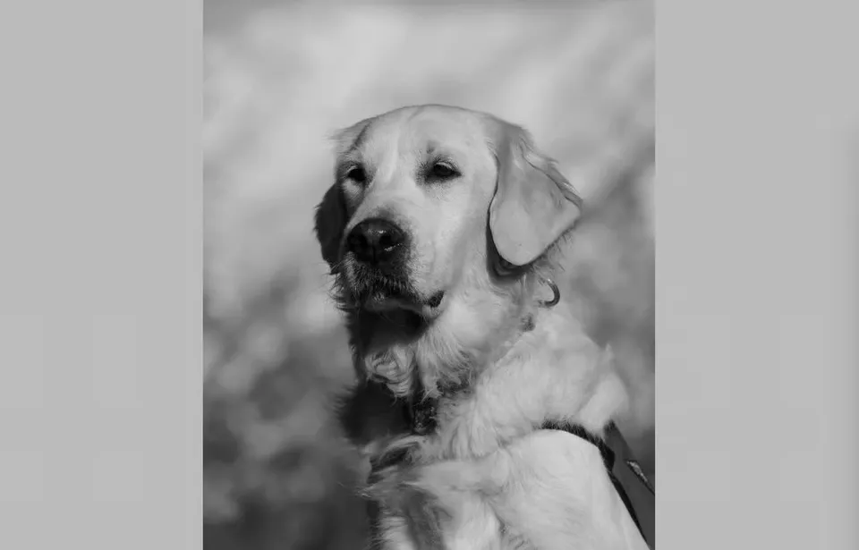 Un câine de talie medie cu blană lungă este surprins într-o fotografie de tip portret în alb și negru.
