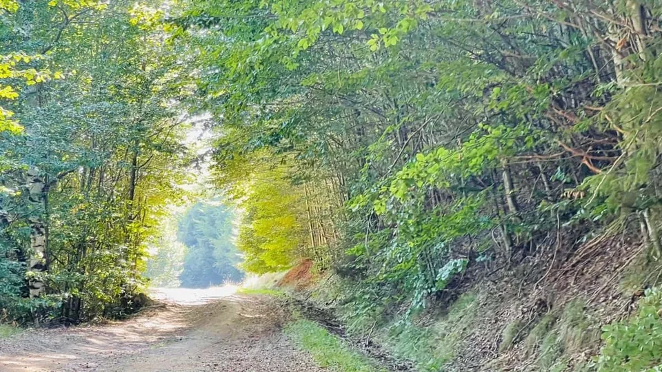 O potecă de pământ străbate o zonă împădurită cu copaci verzi și vegetație abundentă pe margini.