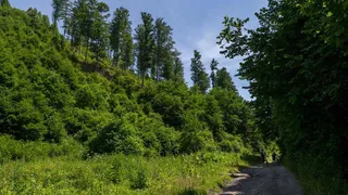 O potecă de pământ traversează o zonă cu vegetație abundentă și copaci înalți sub un cer senin.