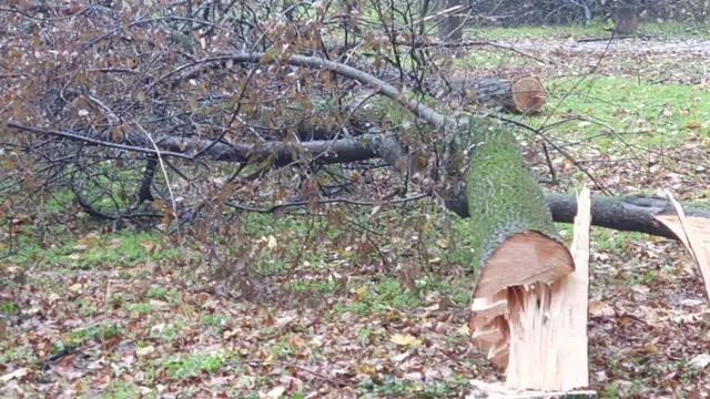 Un trunchi de copac tăiat este întins pe un teren acoperit cu frunze uscate și iarbă.