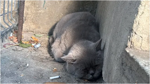 O pisică gri cu blană scurtă stă întinsă pe un sol de beton lângă un perete și un gard metalic.