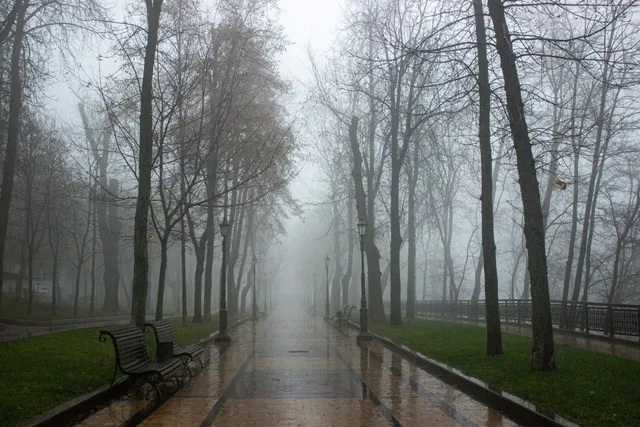 Un drum pietonal umed străbate un parc cu copaci înalți și bănci de lemn sub o ceață densă.