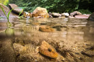 Un pește cu piele texturată stă pe fundul unui râu cu apă clară, lângă pietre și plante verzi.