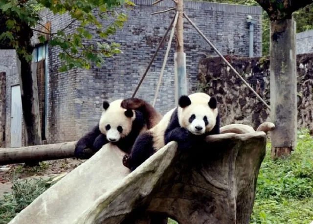 Doi urși panda stau pe o structură de piatră sau beton într-un spațiu cu vegetație și un zid de cărămidă în fundal.