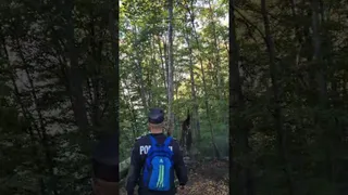 Un bărbat cu un rucsac albastru merge printr-o pădure densă cu copaci înalți și frunziș verde.