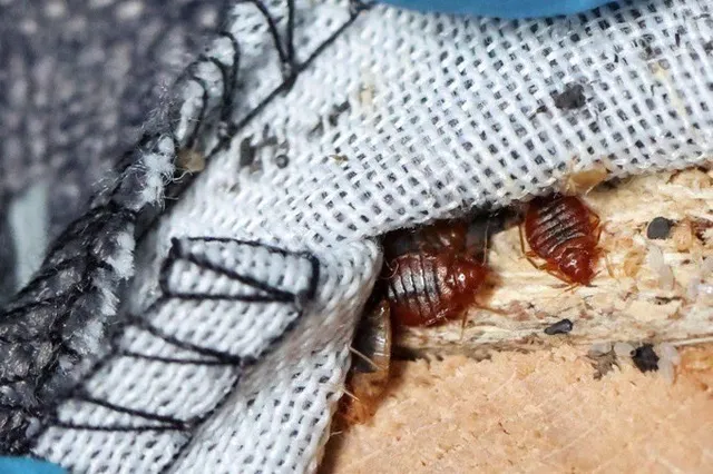 Câteva insecte mici, maronii, sunt poziționate pe o suprafață de lemn lângă o margine de material textil alb cu cusături negre.